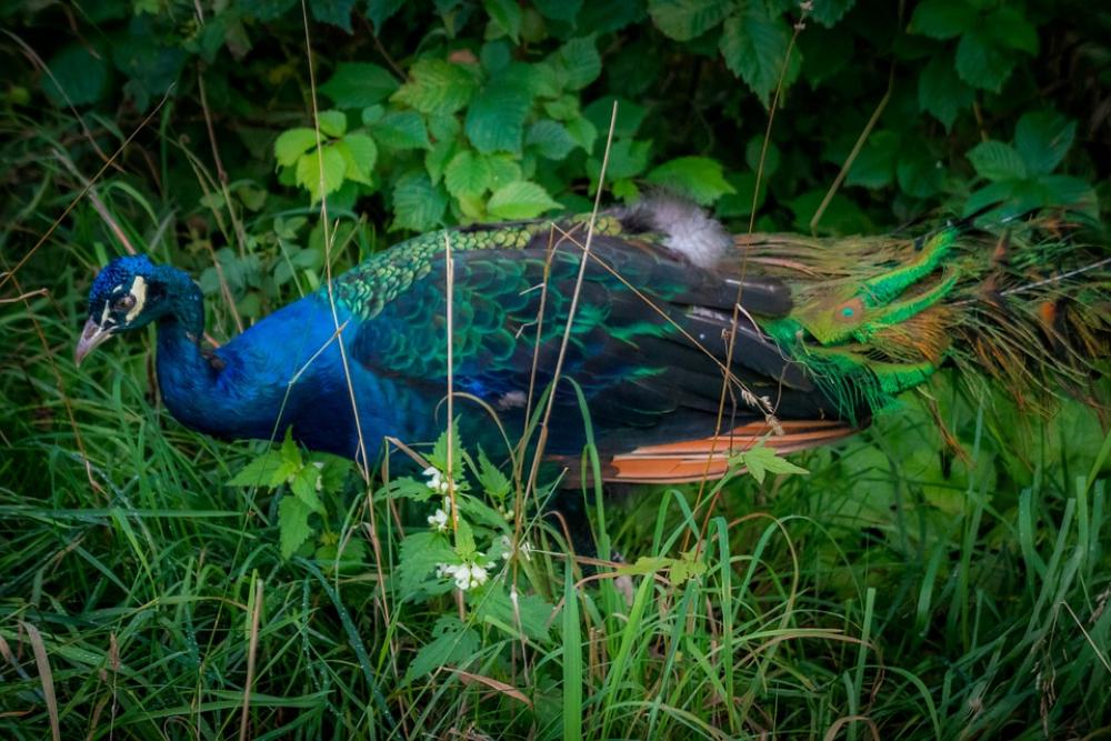 Peacock Beautiful Bird Blue Colorful Majestic Peacock Beautiful Bird Blue Colorful Majestic