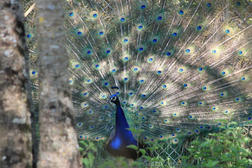 Peacock Bird Animals Nature Wheel Animal Feathers Peacock Bird Animals Nature Wheel Animal Feathers