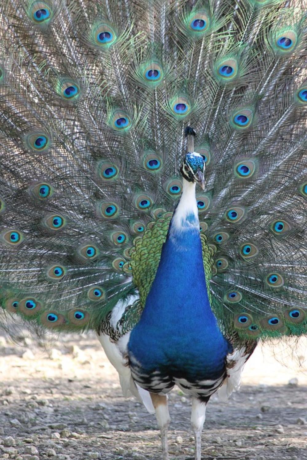 Peacock Bird Nature Animals Animal Wheel Feathers Peacock Bird Nature Animals Animal Wheel Feathers