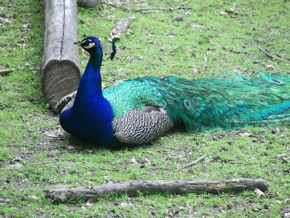Peacock Bird Zoo Pen Colored Peacock Bird Zoo Pen Colored