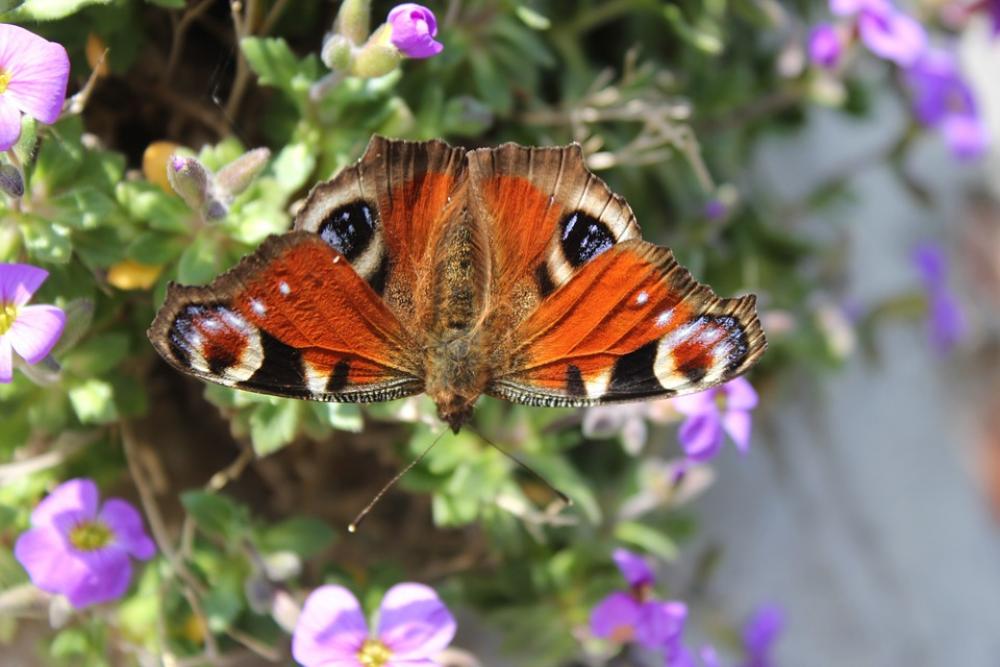 Peacock Butterfly Butterfly Spread Wing Flower Peacock Butterfly Butterfly Spread Wing Flower