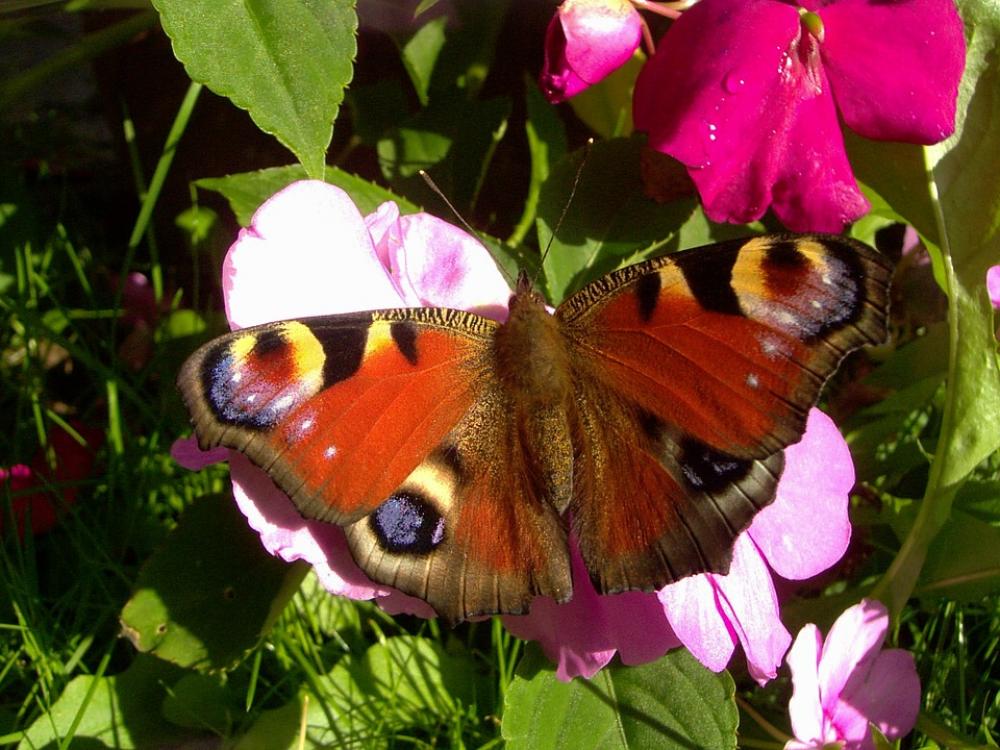 Peacock Butterfly Butterfly Insect Animal Peacock Butterfly Butterfly Insect Animal