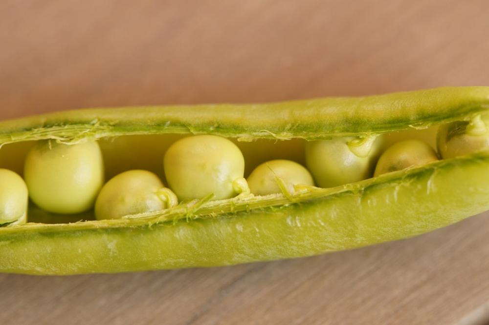 Peas Pod Pea Pod Fresh Green Vegetables Harvested Peas Pod Pea Pod Fresh Green Vegetables Harvested