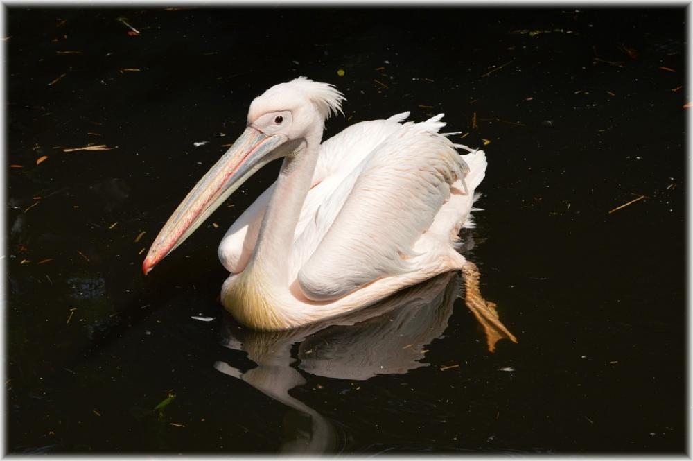 Pelican Pink Young Nature Bird Water Bird Animal Pelican Pink Young Nature Bird Water Bird Animal