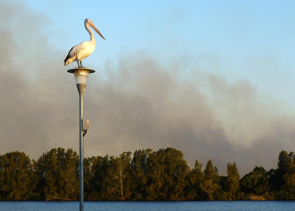 Pelican Australian Pelican Pelecanus Conspicillatus Pelican Australian Pelican Pelecanus Conspicillatus