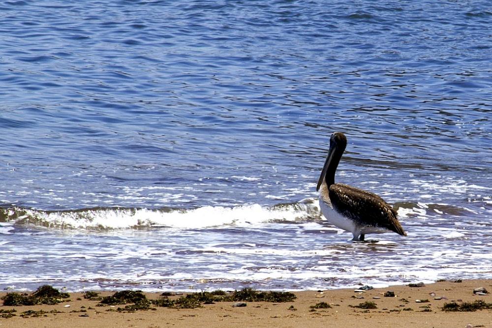 Pelican Bird Chile Pelican Bird Chile