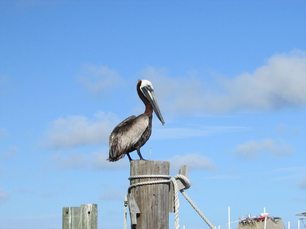 Pelican Gulf Coast Alabama Gulf Gulf Of Mexico Pelican Gulf Coast Alabama Gulf Gulf Of Mexico