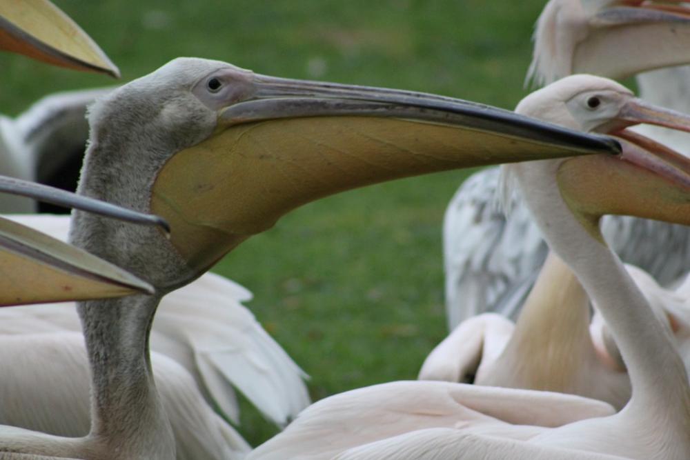 Pelicans Waterfowl Bird Nature Birds Pelicans Waterfowl Bird Nature Birds