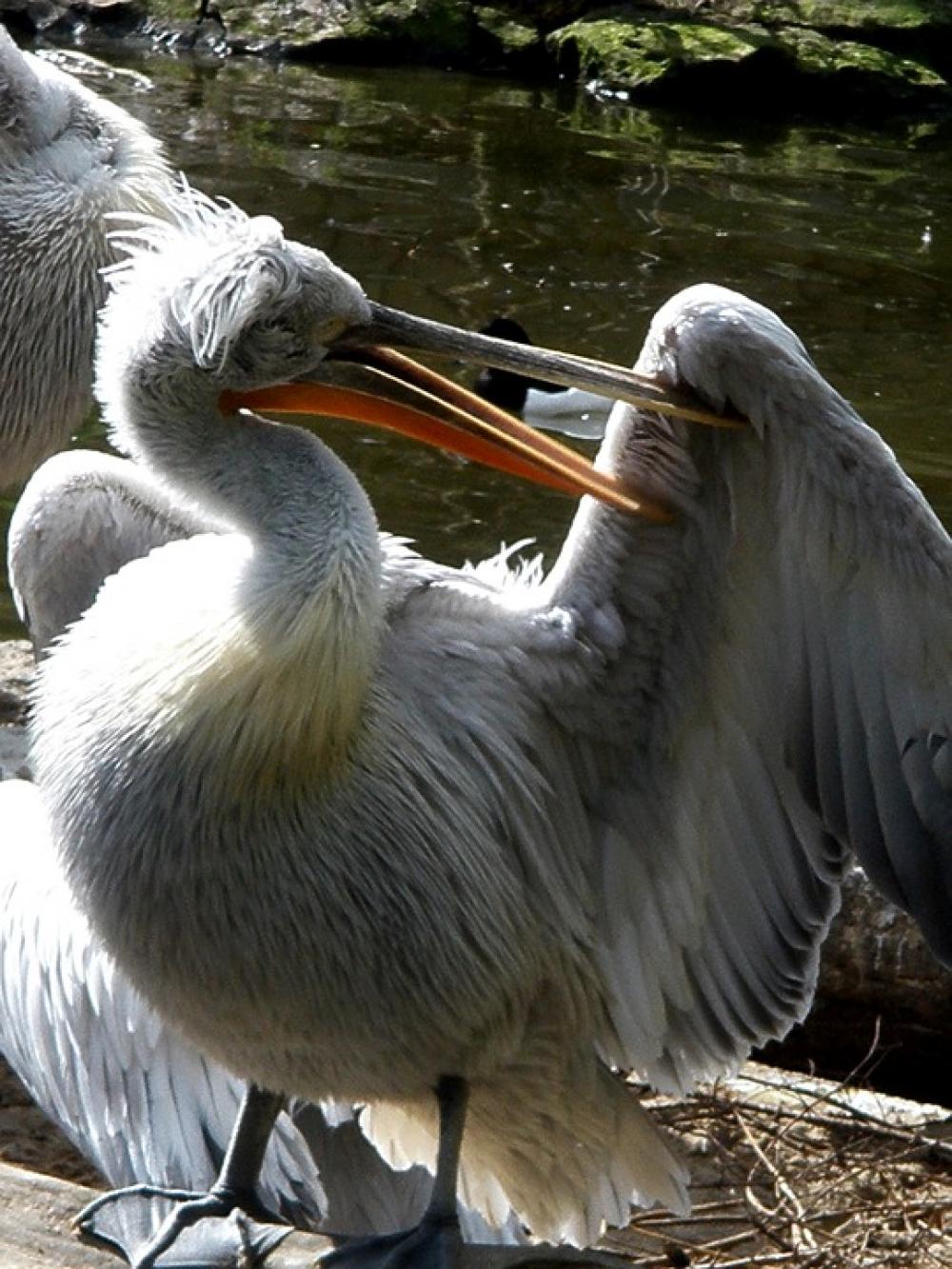 Pelicans Pelecanidae Bird Plumage Spring Care Bill Pelicans Pelecanidae Bird Plumage Spring Care Bill