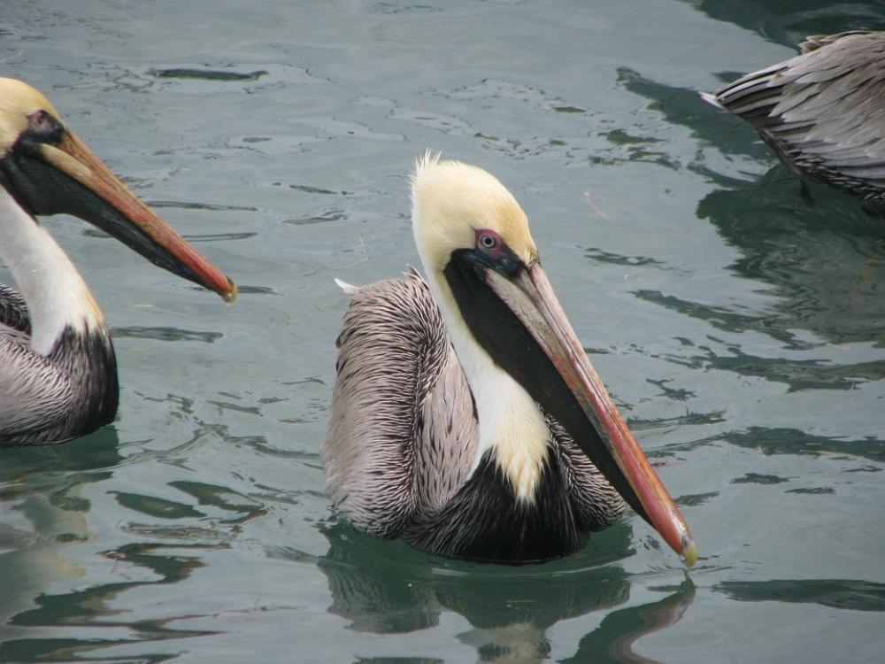 Pelicans Wing Wildlife Pelicans Wing Wildlife