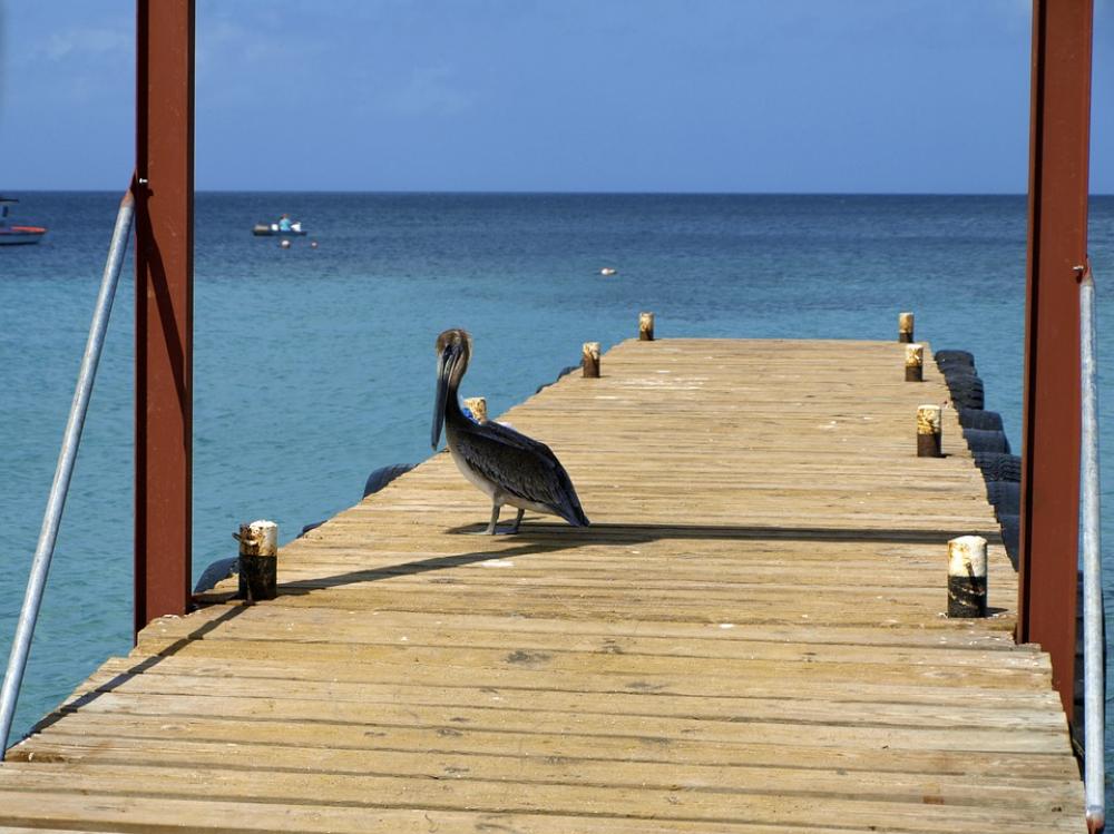 Pelikan Sea Curacao Westpunt Web Fishing Port Pelikan Sea Curacao Westpunt Web Fishing Port