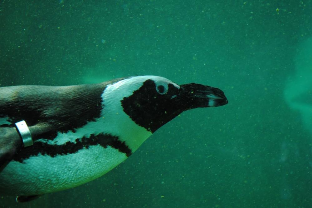 Penguin Penguin Under Water Aquatic Animal Penguin Penguin Under Water Aquatic Animal
