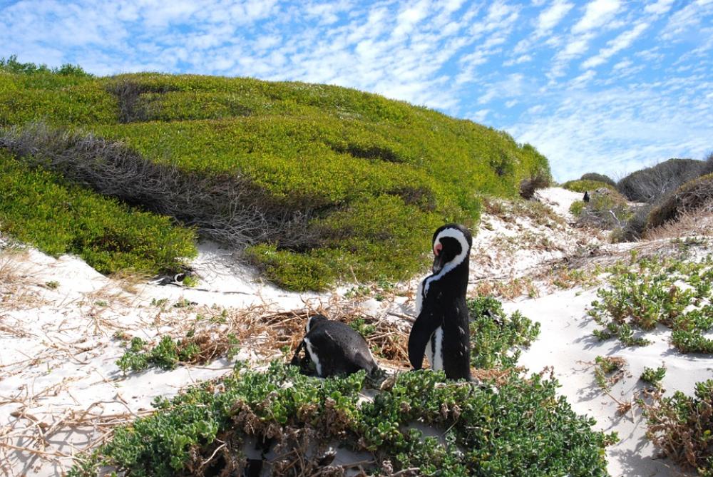 Penguin Nature Bird Water Bird Grass Penguin Nature Bird Water Bird Grass