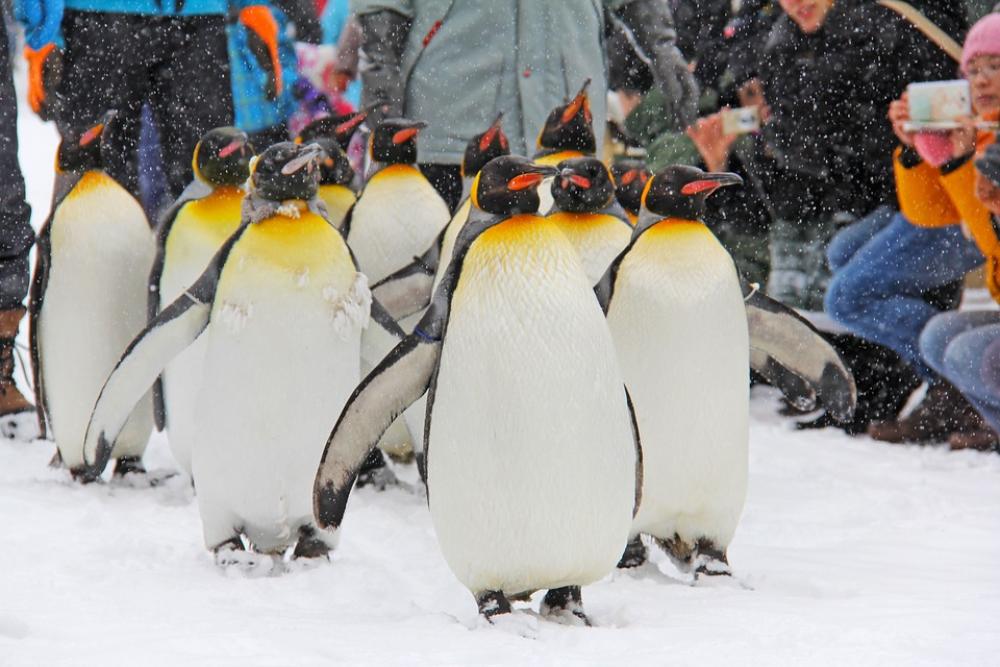 Penguin Parade Lovable Cute Winter Snow Cold Penguin Parade Lovable Cute Winter Snow Cold