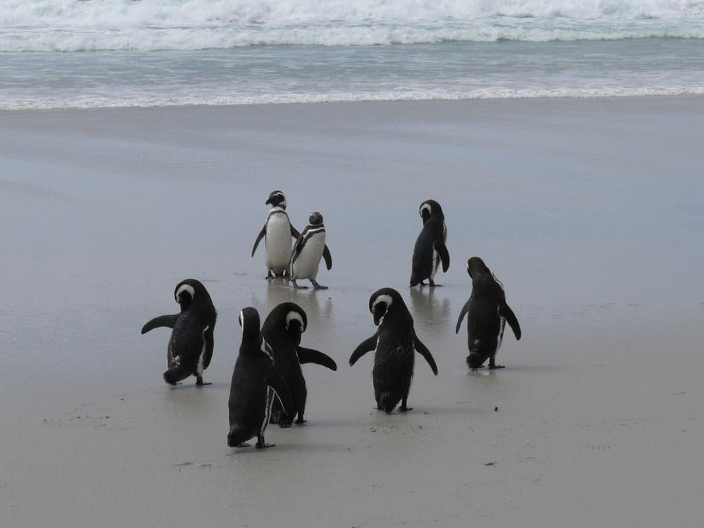 Penguins Antarctica Southern Ocean Beach Penguins Antarctica Southern Ocean Beach