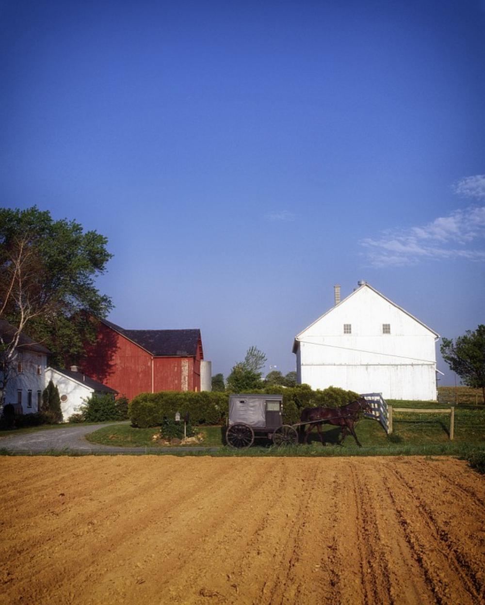 Pennsylvania Lancaster Country Amish Buggy Horse Pennsylvania Lancaster Country Amish Buggy Horse