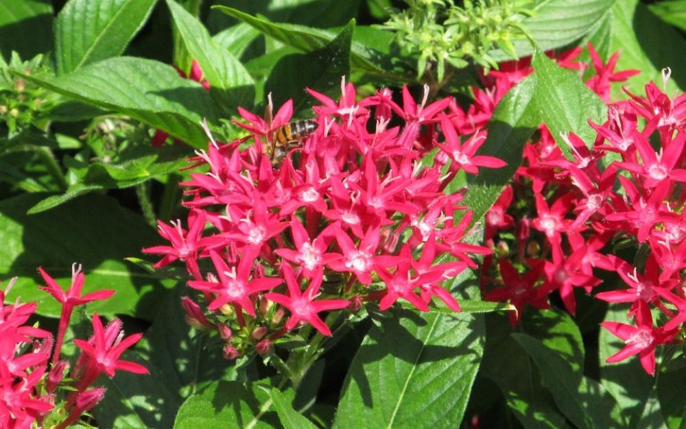 Pentas Pink Blooms Flowers Plants Garden Blossoms Pentas Pink Blooms Flowers Plants Garden Blossoms