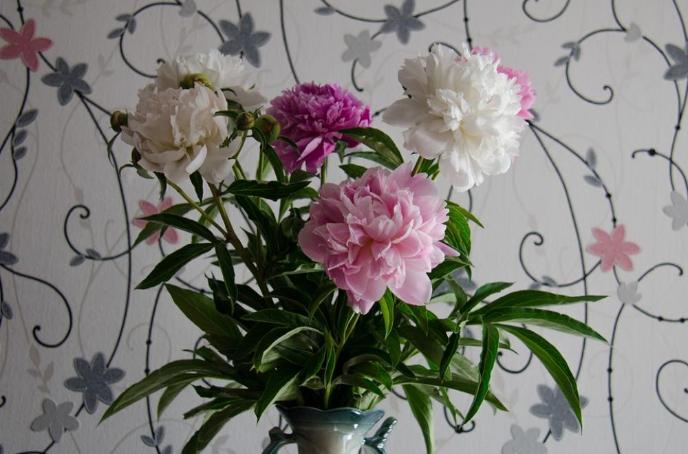 Peonies Flowers White Pink Closeup June Peonies Flowers White Pink Closeup June