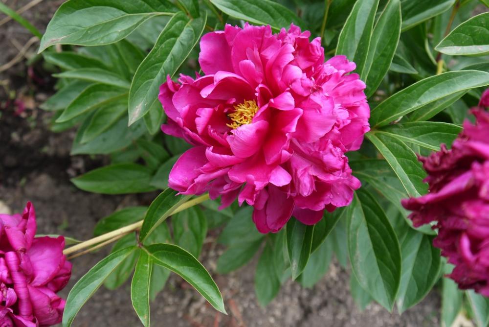 Peony Flower Pink Pink Flower Garden Nature Peony Flower Pink Pink Flower Garden Nature