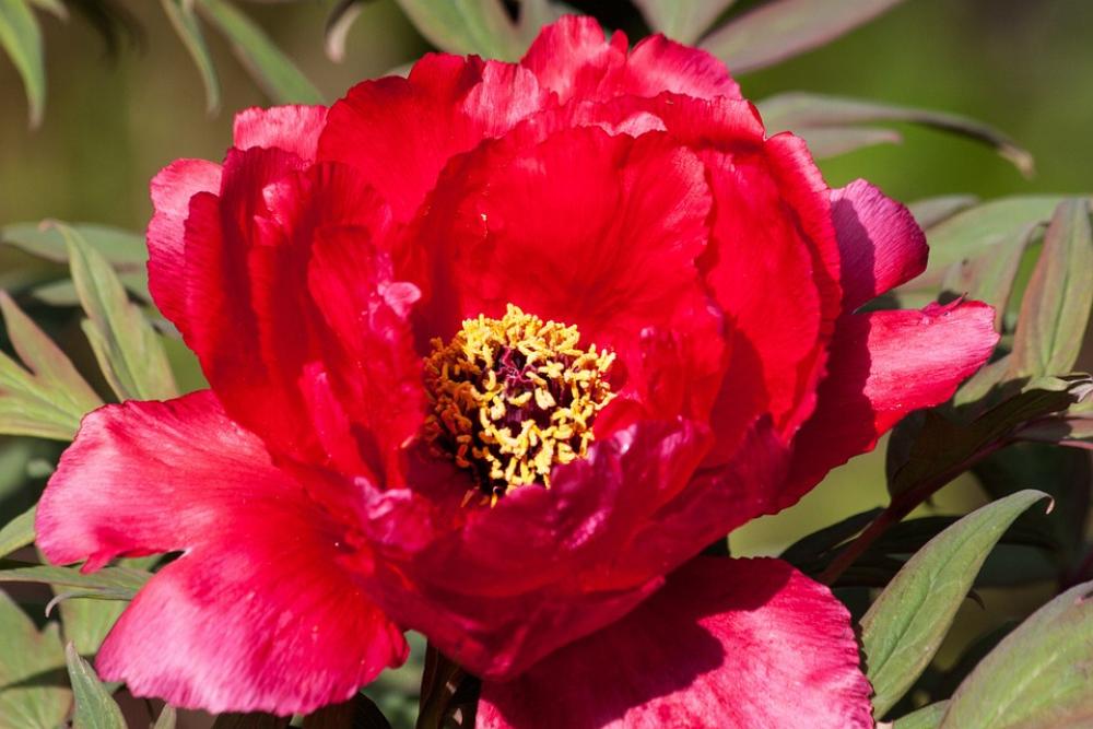 Peony Flower Nature Flora Spring Blossom Bloom Peony Flower Nature Flora Spring Blossom Bloom