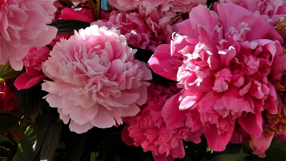 Peony Flower Ornamental Plant Garden Nature Spring Peony Flower Ornamental Plant Garden Nature Spring