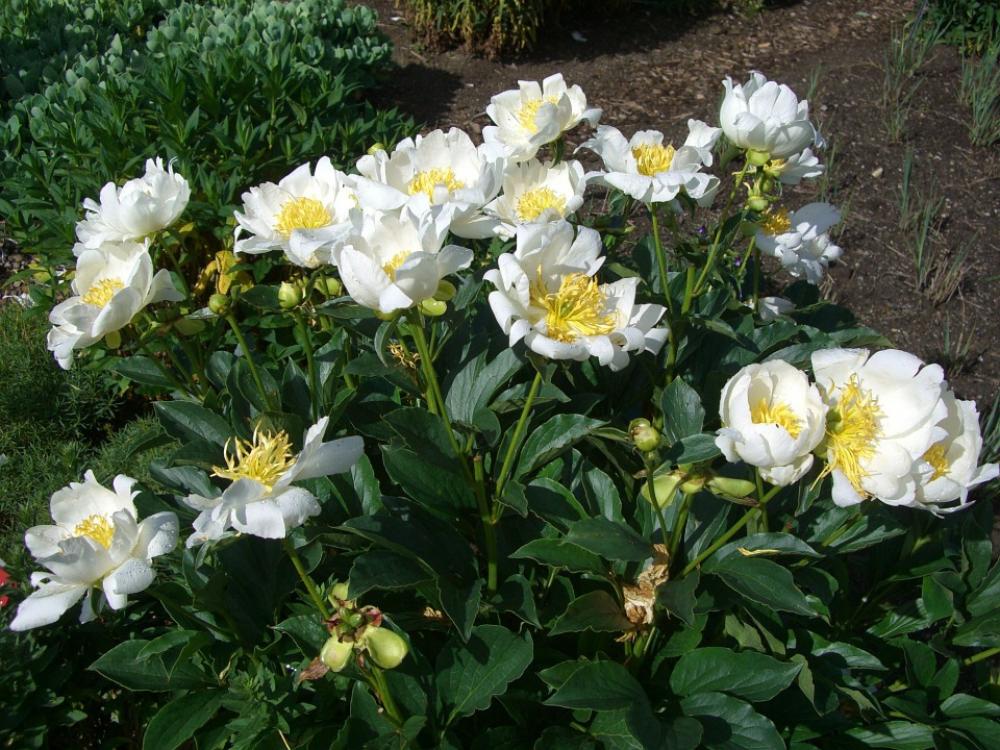 Peony Rose Blossom Bloom White Garden Flower Peony Rose Blossom Bloom White Garden Flower