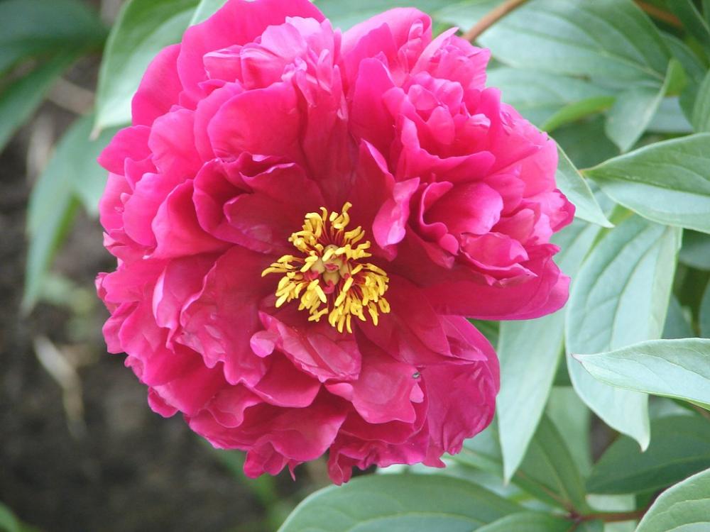 Peony Blossom Bloom Flower Nature Double Flower Peony Blossom Bloom Flower Nature Double Flower