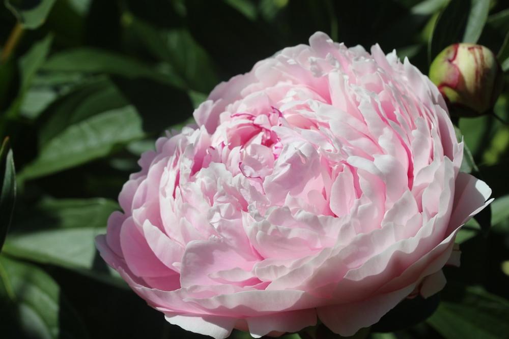 Peony Flower Blossom Bloom Nature Flora Pink Peony Flower Blossom Bloom Nature Flora Pink
