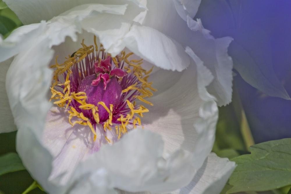 Peony Flower Nature Flora Spring Blossom Bloom Peony Flower Nature Flora Spring Blossom Bloom