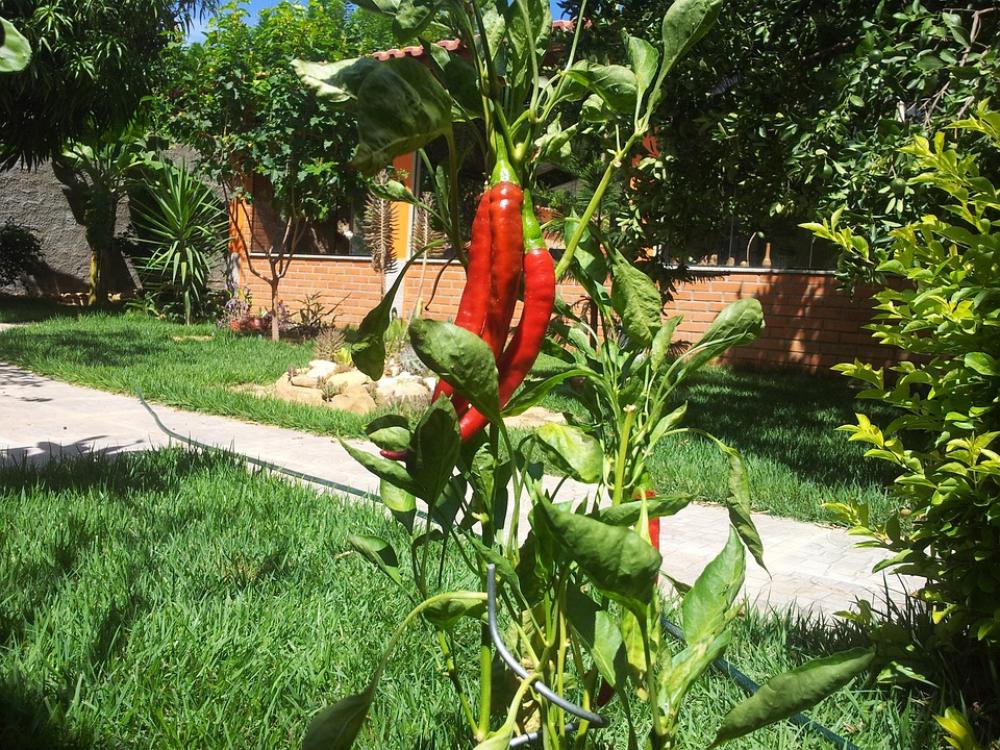 Pepper Bright Vitamins Healthy Pepper Bright Vitamins Healthy
