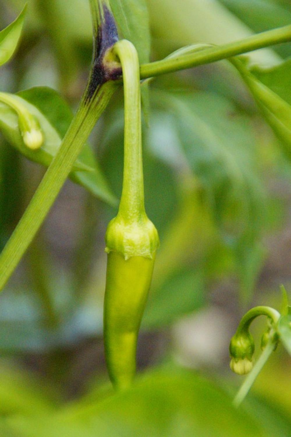 Pepperoni Cultivation Harvest Pod Sharp Pepperoni Cultivation Harvest Pod Sharp
