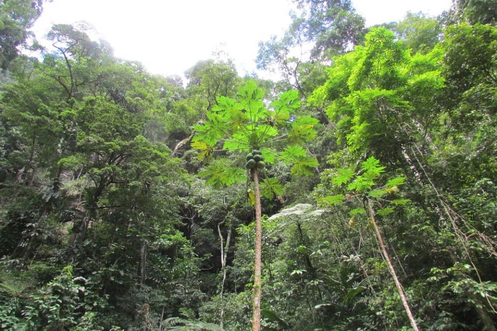Peru Jungle Tarapoto Peru Jungle Tarapoto
