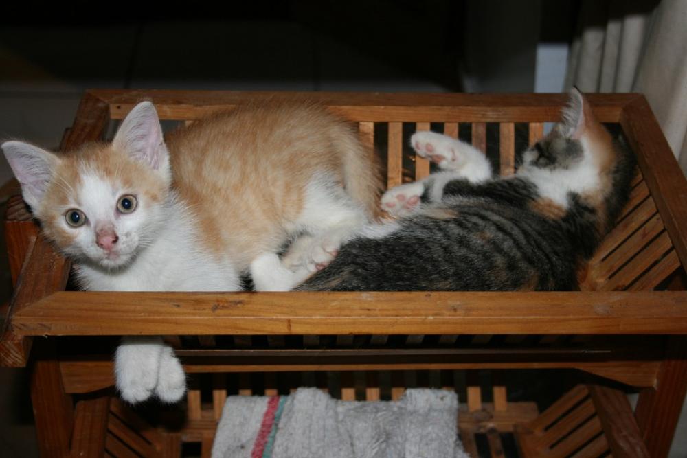 Pets Kittens Sleep Basket Pets Kittens Sleep Basket