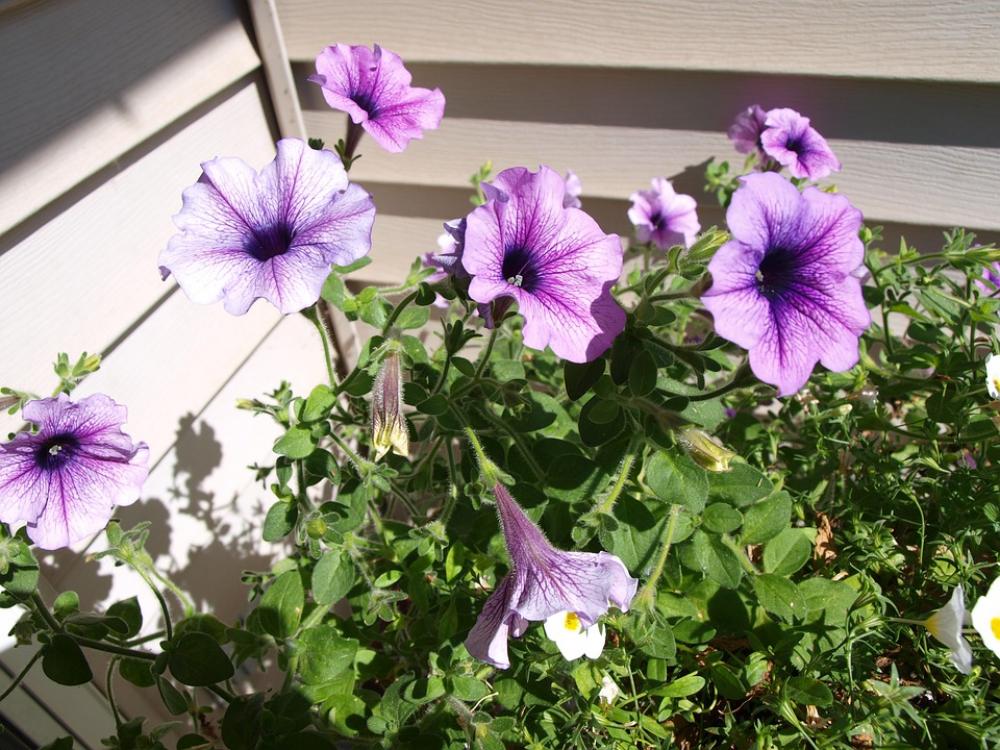 Petunias Flowers Garden Blossom Bloom Purple Petunias Flowers Garden Blossom Bloom Purple