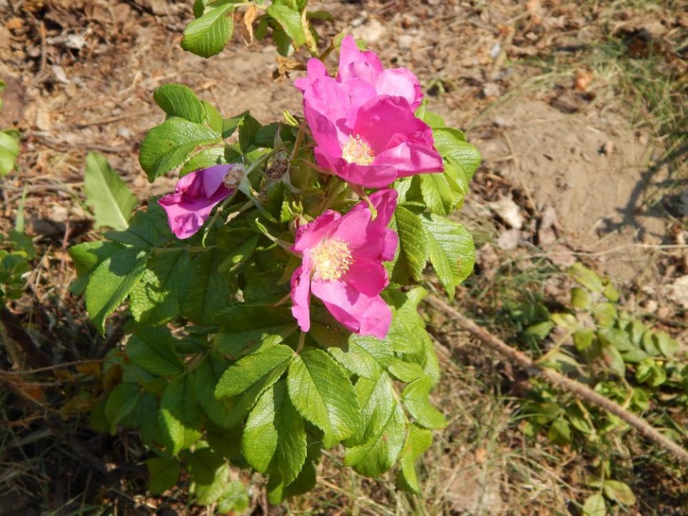 Petunias Flowers Plants Petunias Flowers Plants
