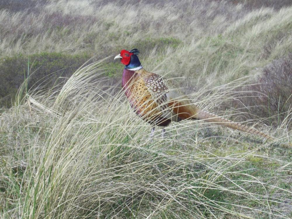 Pheasant Bird Grass Pheasant Bird Grass