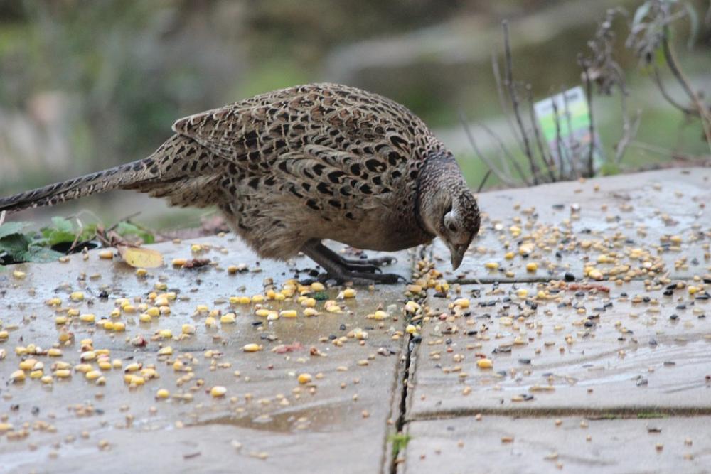 Pheasant Hen Bird Feather Food Nature Wild Birds Pheasant Hen Bird Feather Food Nature Wild Birds