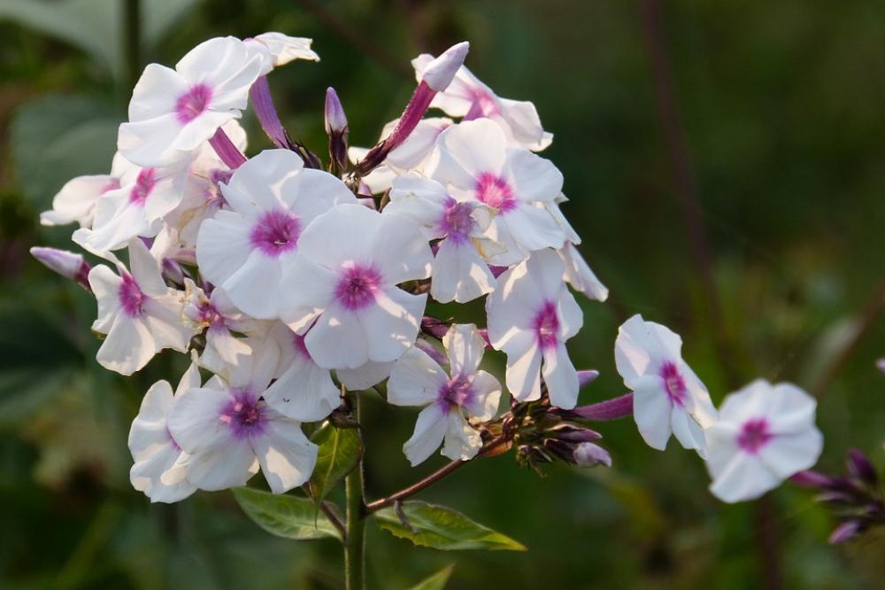 Phlox Flame Flower Plant White Pink Blossom Bloom Phlox Flame Flower Plant White Pink Blossom Bloom