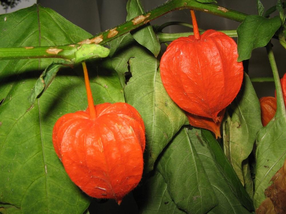 Physalis Fruit Red Flower Blossom Bloom Healthy Physalis Fruit Red Flower Blossom Bloom Healthy