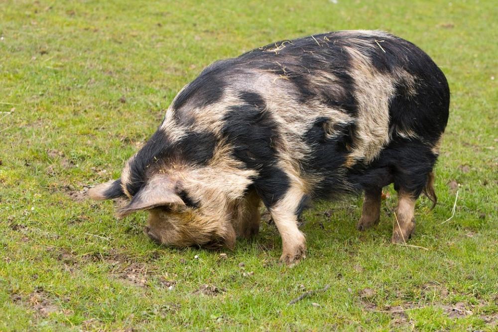 Pig Large Eating Grass Animal Farm Big Outdoors Pig Large Eating Grass Animal Farm Big Outdoors