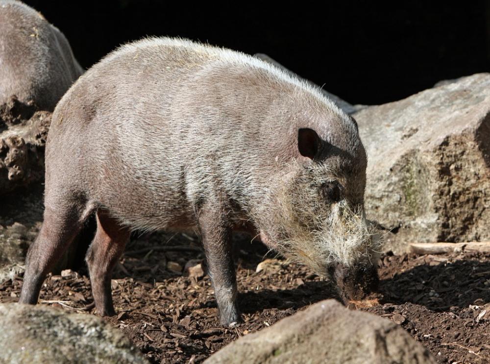 Pig Bearded Pig Animal Wild Wildlife Nature Pig Bearded Pig Animal Wild Wildlife Nature