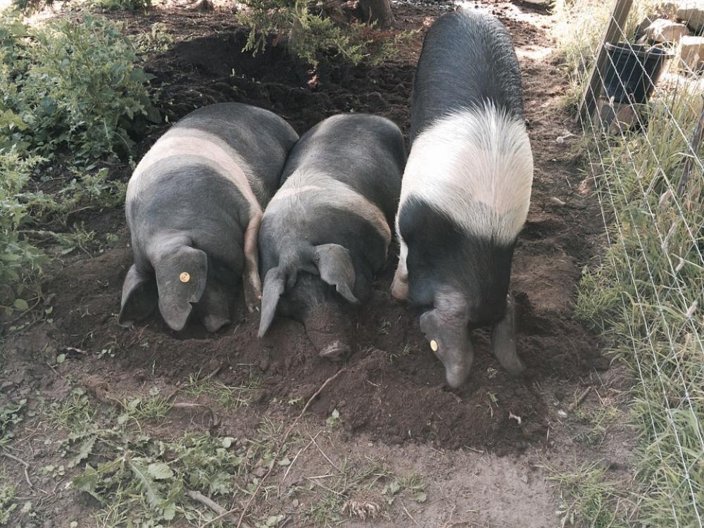 Pig Saddleback Pigs Animal Saddleback Farmyard Pig Saddleback Pigs Animal Saddleback Farmyard