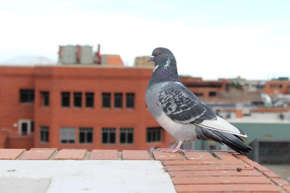 Pigeon Bird Animal Birds Fly Pigeons Stock Pigeon Bird Animal Birds Fly Pigeons Stock