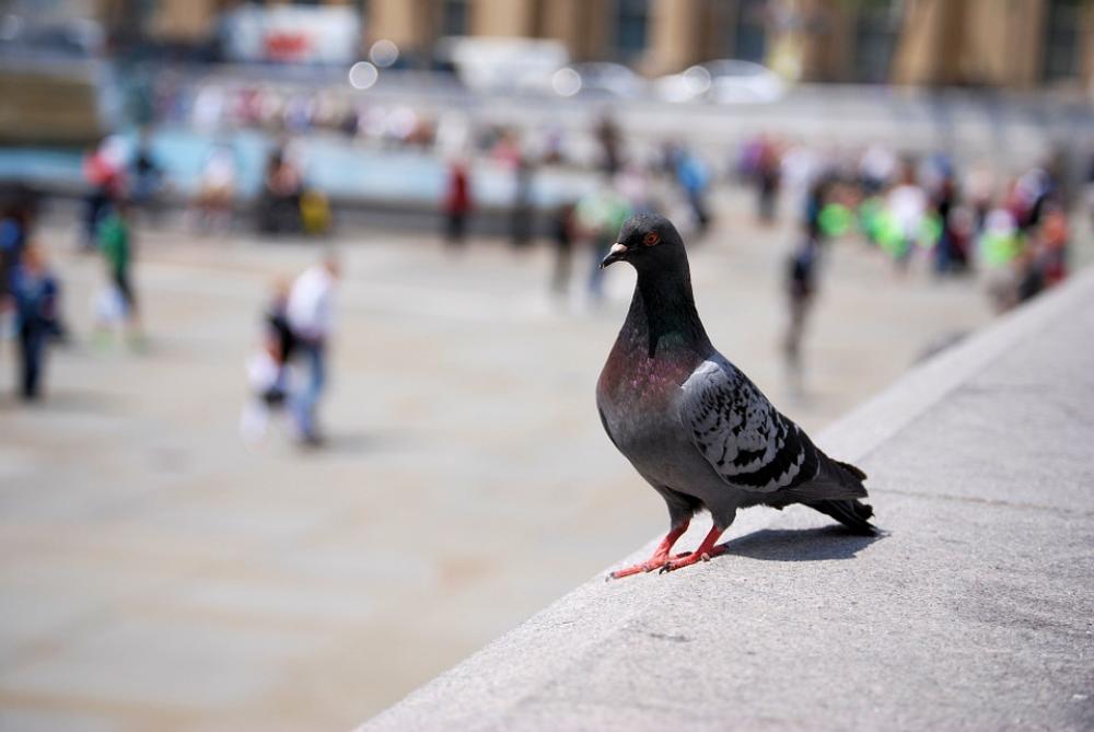 Pigeon Feathers Wildlife Bird Pigeon Feathers Wildlife Bird