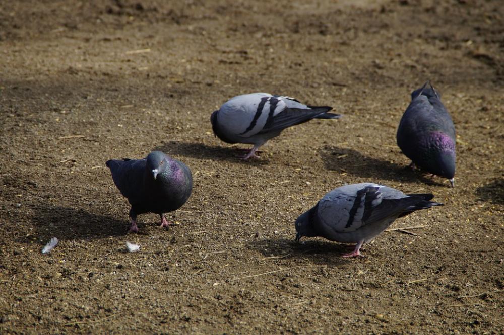 Pigeons Peck Birds Eat Food Animals Pigeons Peck Birds Eat Food Animals