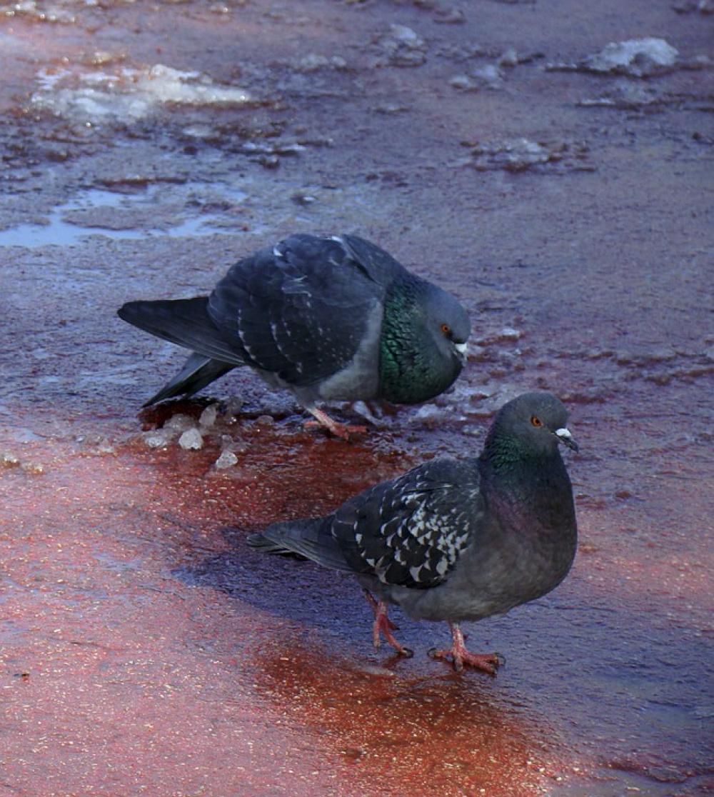 Pigeons Birds Feathered Race Spring The Courtship Pigeons Birds Feathered Race Spring The Courtship