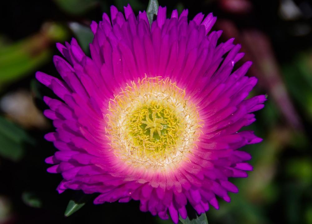 Pigface Flower Purple Yellow Bright Groundcover Pigface Flower Purple Yellow Bright Groundcover