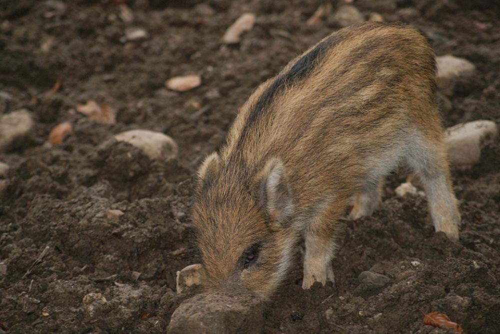 Piglet Pig Animals Cute Piglet Pig Animals Cute