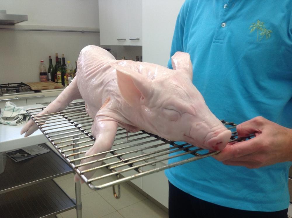 Piglet Pig Animals Food Meat Piglet Pig Animals Food Meat