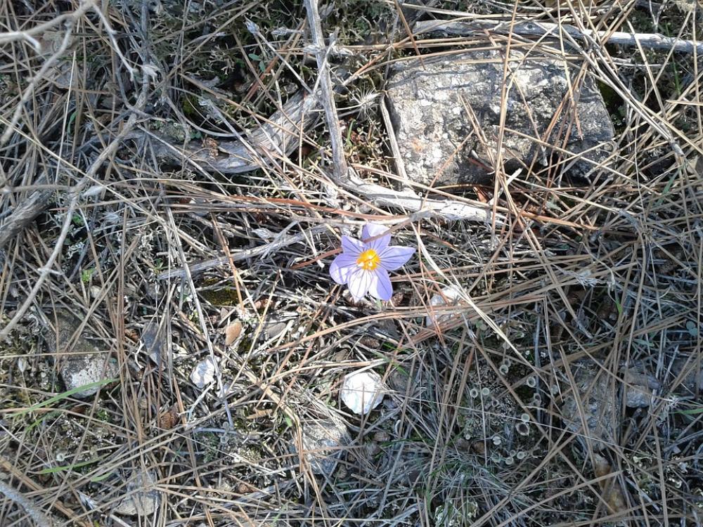 Pine Forest Flower Pine Forest Flower